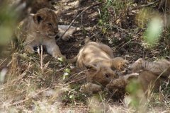 08-Lion cubs